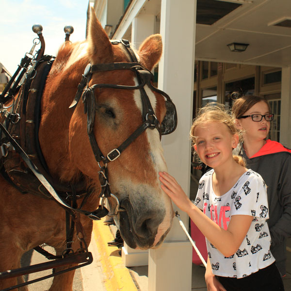 reese by the carriage tour horse